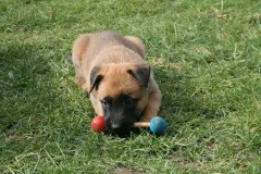 Booster 5 Wochen