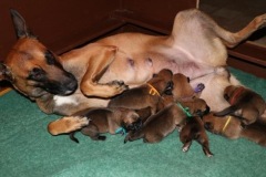 Evy und ihre Babies 1 Tag