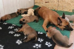Evy und ihre Welpen 3 Wochen