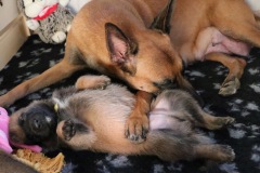 Evy und sein Welpe