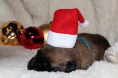 der kleine Elf I hope