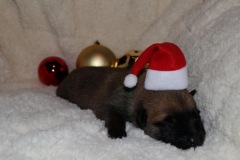 der kleine Elf I believe