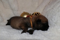 Der kleine Elf I'm Fast