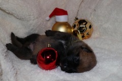 Der kleine Elf I'm First