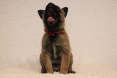 The Dog's Voice