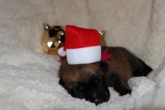 der kleine Elf I'm sexy