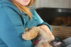 chiot et Jessy