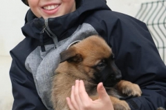 chiots avec visite