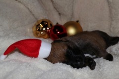 Der kleine Elf I'm Three