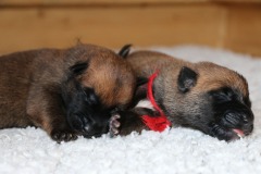 P'tites bouilles d'Amour