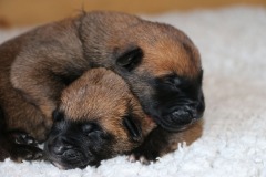 P'tites bouilles d'Amour