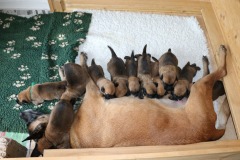 Tatoo et ses chiots 2 semaines