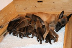 Tatoo et ses chiots 3 semaines