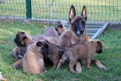 Tatoo et ses chiots 5 semaines