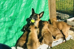 Tatoo et ses chiots 7 semaines