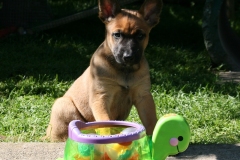 Willow la Malinoise et Caroline la Tortue