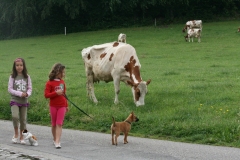 letzter kleiner Spaziergang mit Emmie, Laurane und Margherite