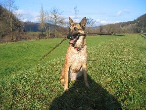 Indy de la Videmanette