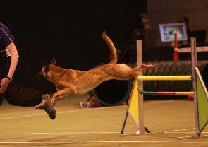 Deux Videmanette au Championnat du Monde Agility